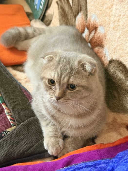 Кот Винсент продается срочно
