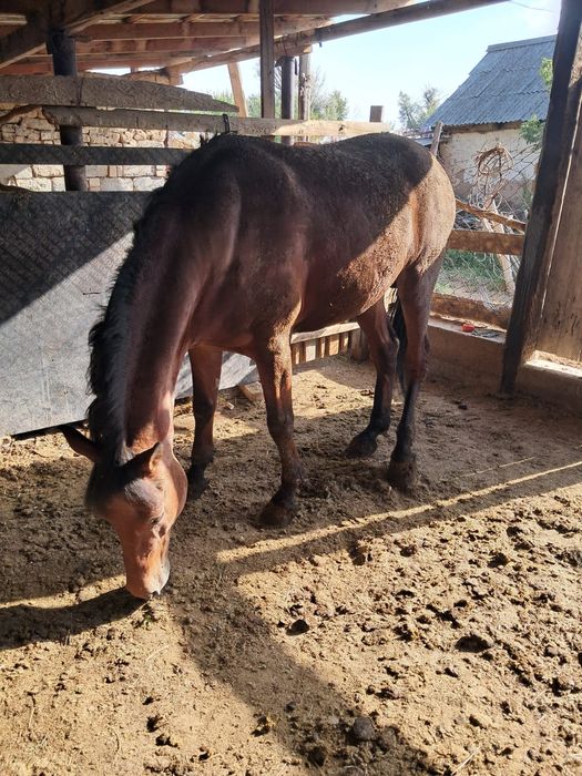 Интернеттегі көк құбыжықпен 3D порно