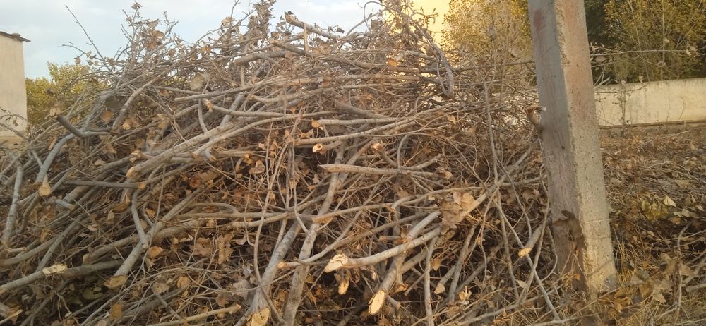 Утин сотилади терак шохлари