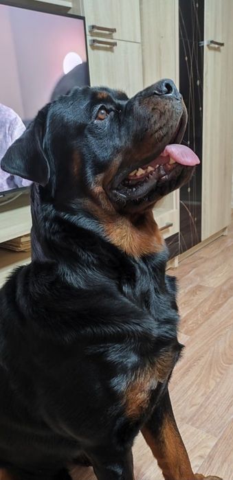 Открыта бронь на щенков Ротвейлера