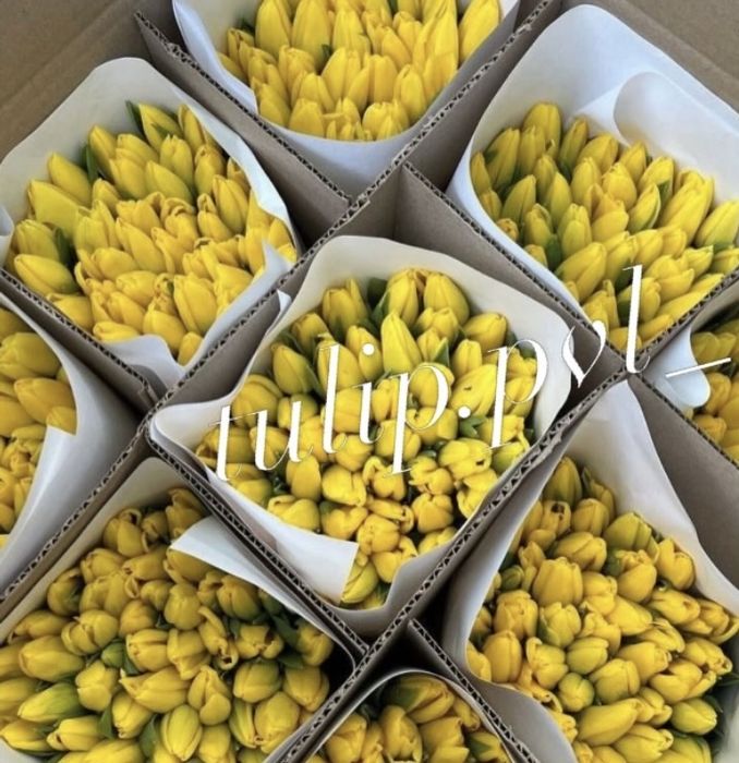 Тюльпаны Павлодар к 8 марта