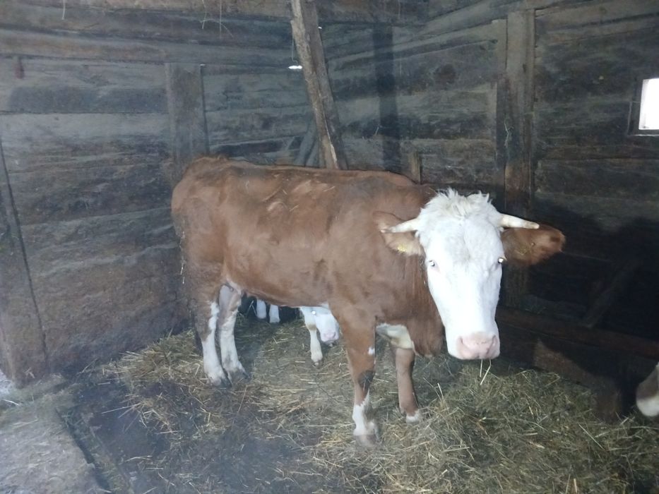 Vacă vânzare doi ani jumate