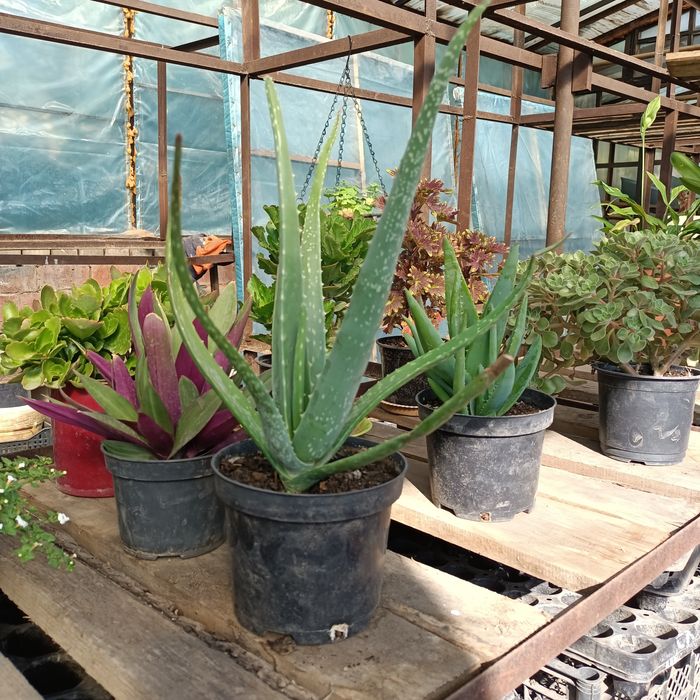 Продам комнатные цветы