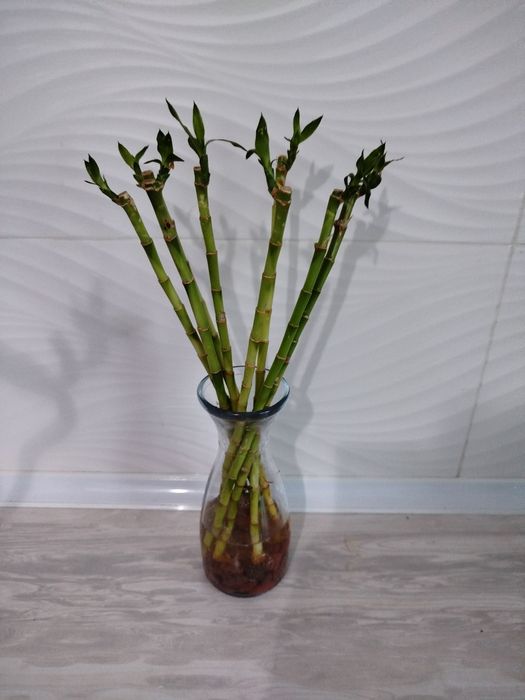 Bambuk donalik бамбук