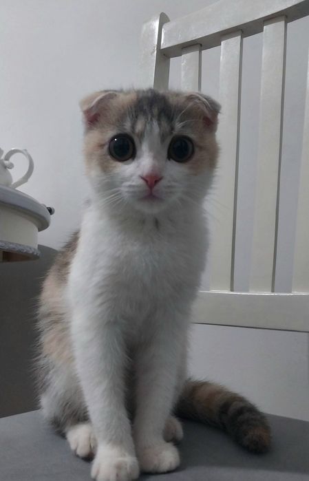 СКОТТИШ ФОЛД котёнку  5 месяцев