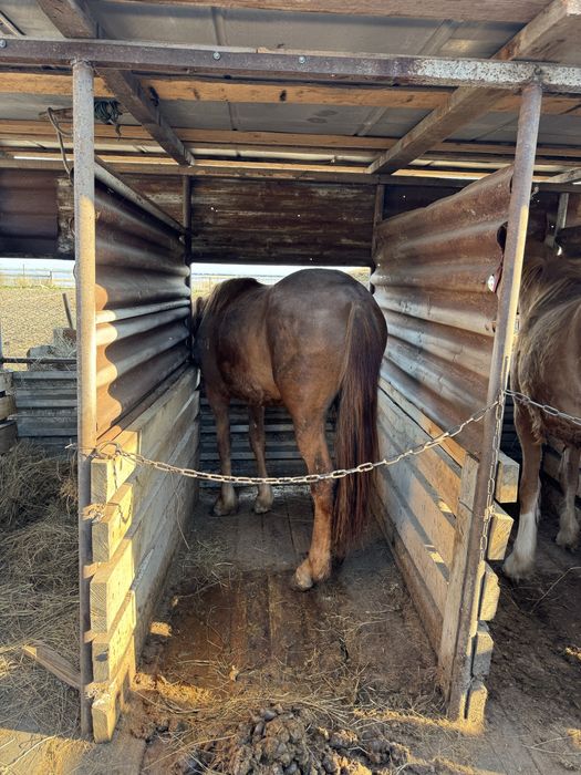 Продам согым! Продам согым!