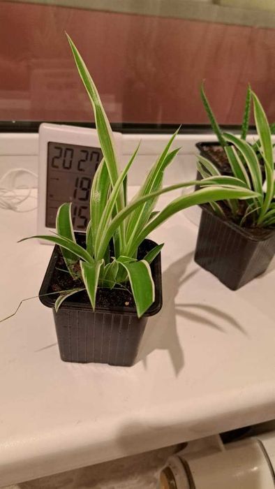 Продам хлорофитум хохлатый.