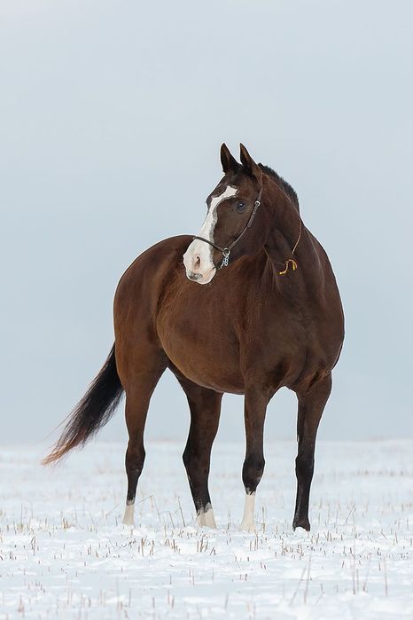 Кобыла ахалтекинская ахалтеке