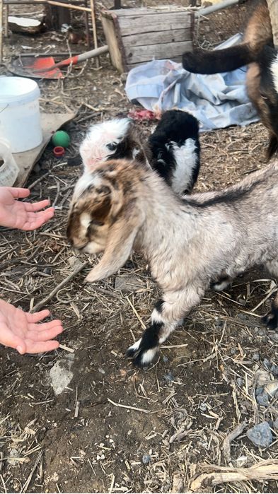 Англо-нубиец 100% ищит невесту