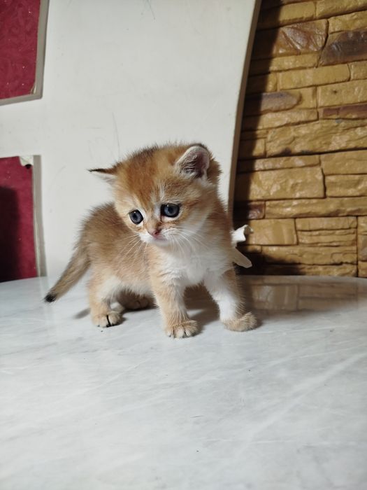 Мальчик скотиш страйт 13.04.26г