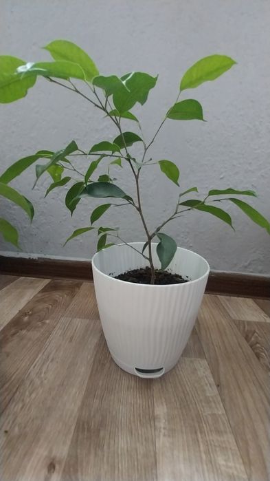 Продаю Домашние цветы Фикус