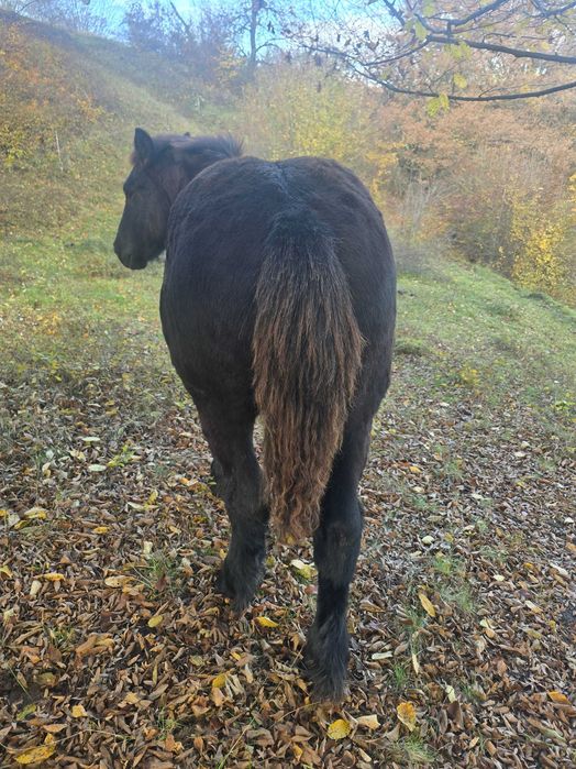 Vand manz de 5 luni jumate