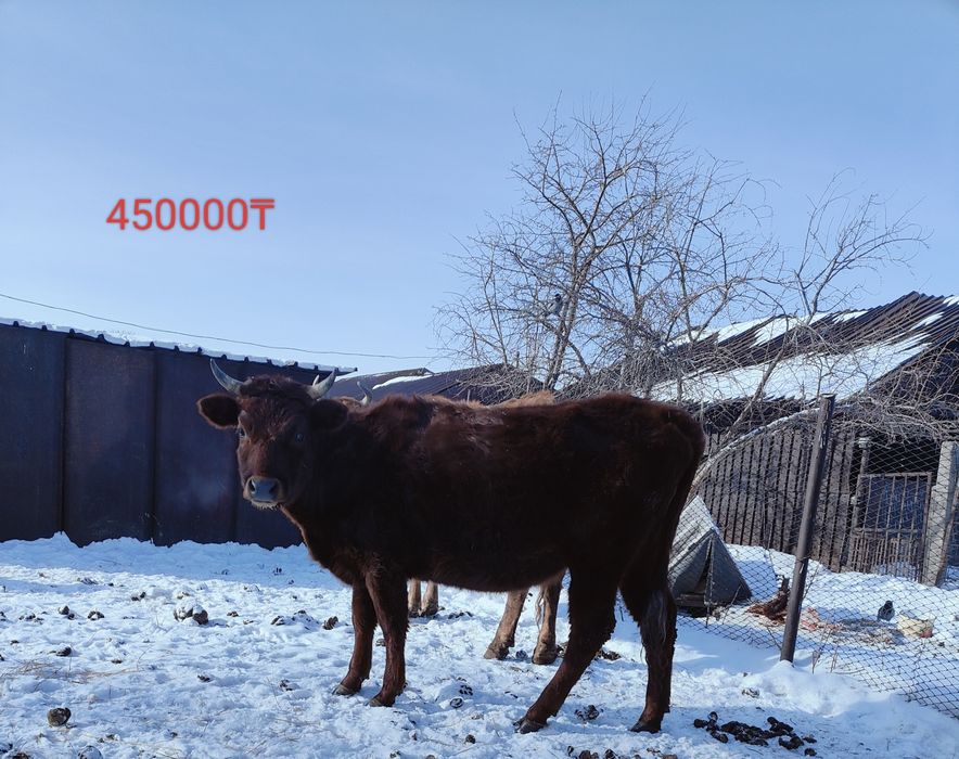 Продам молодняк .