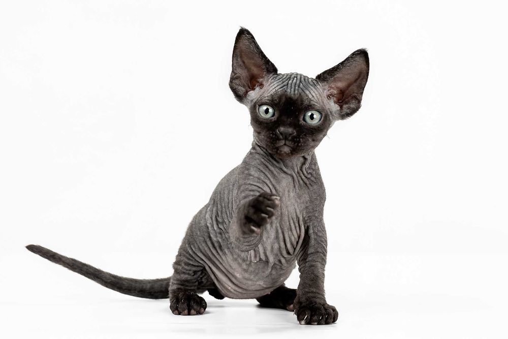 Котята девон рекс