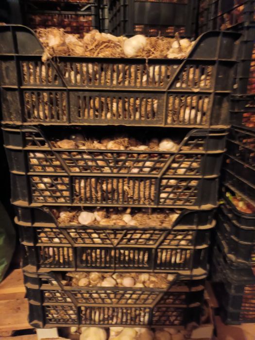 Vand ceapa si usturoi romanesc de primavara