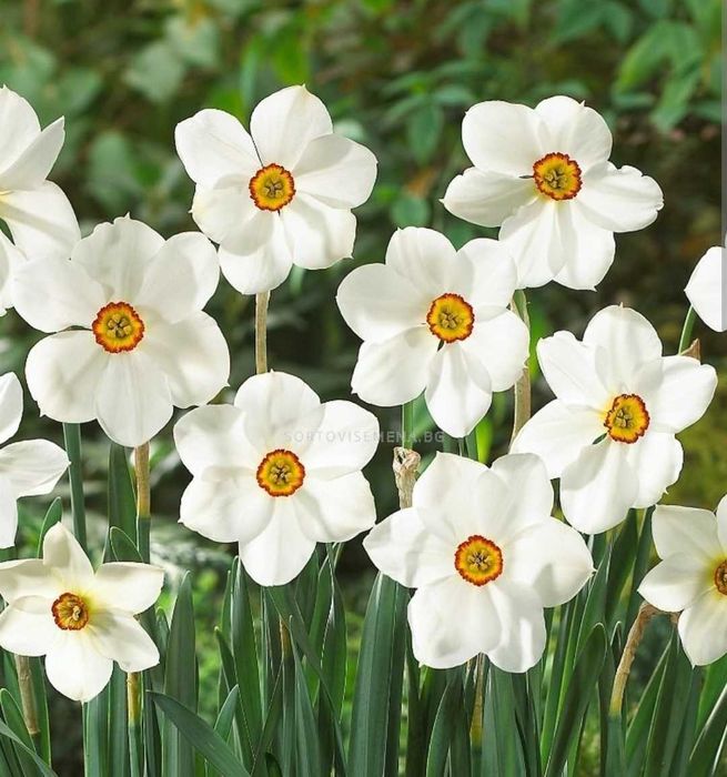 Луковици Нарцис, Зюмбюл и Минзухар