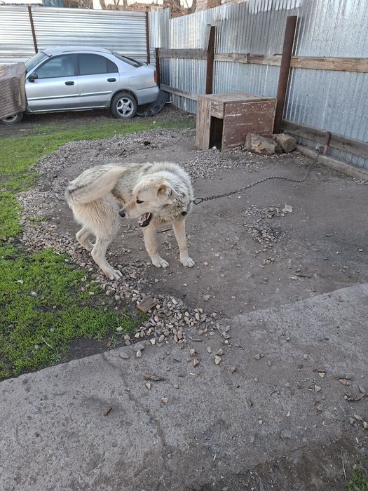 Отдам даром кавказис