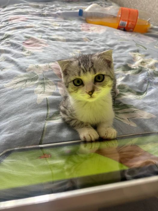 Котенок пародистый, 2 месяца, мальчик