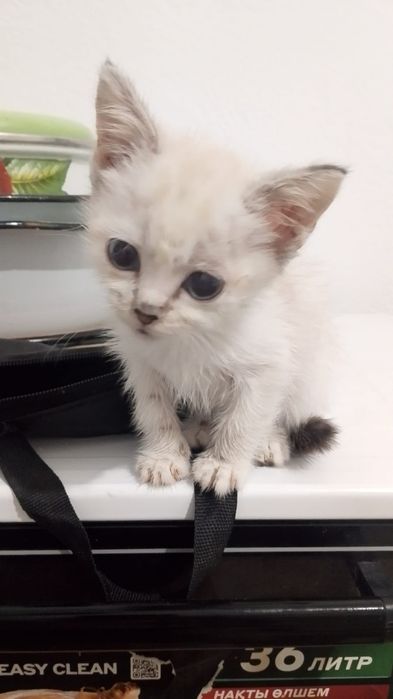 отдаем котенка в добрые руки!