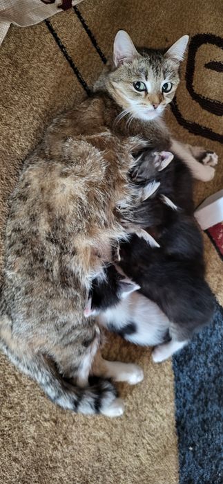 Мысықтар мысык кошки котяти