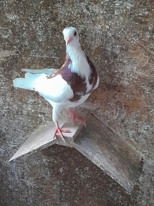 Porumbei jucători