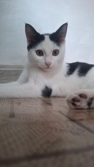 Котёнок мальчик даром