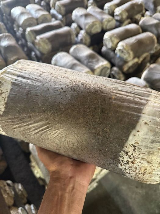 Грибы вишинки летние