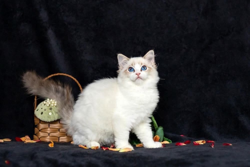 Регдолл, тряпочатя куклка