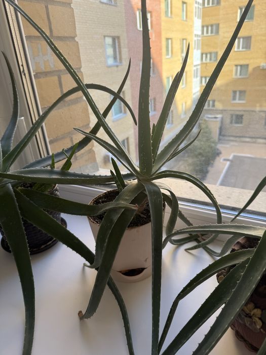 Цветы Алое вера лечебные