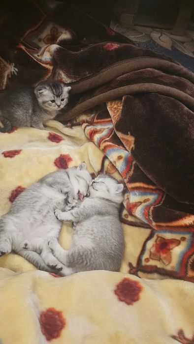 Продаются шикарные котята серебряной шиншиллы.  Котята родились 25 ноя