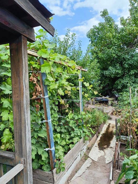 Продаю дача(сад) в городе