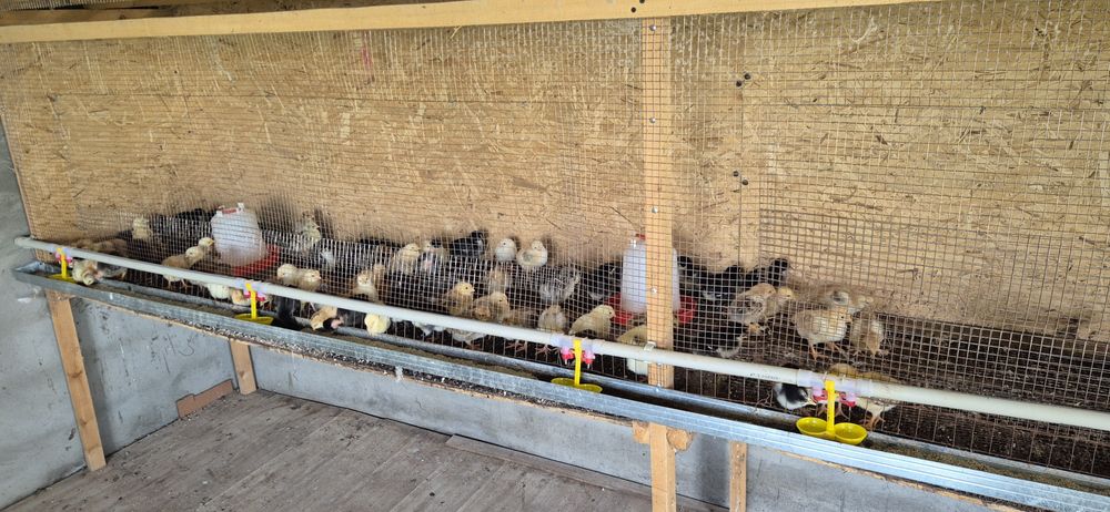 Балапан / Цыплята