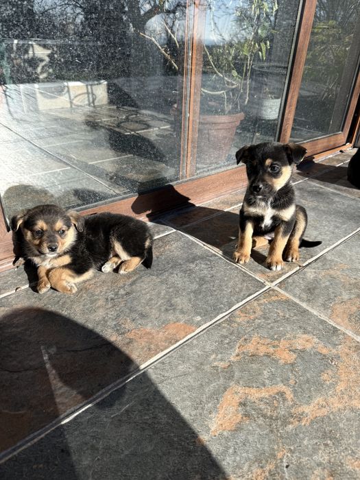 ПОДАРЯВАТ СЕ кученца на 2 месеца