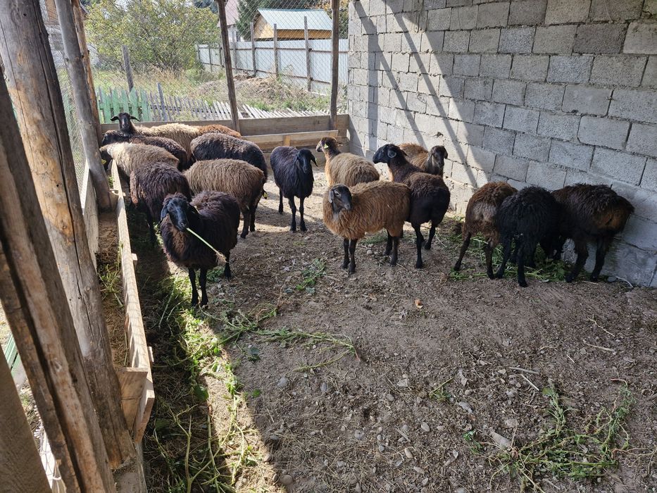 Қой сатамын. Продам баранов