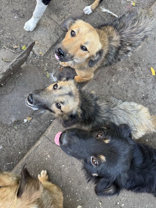 Подарявам кученца - Спешно търсят дом