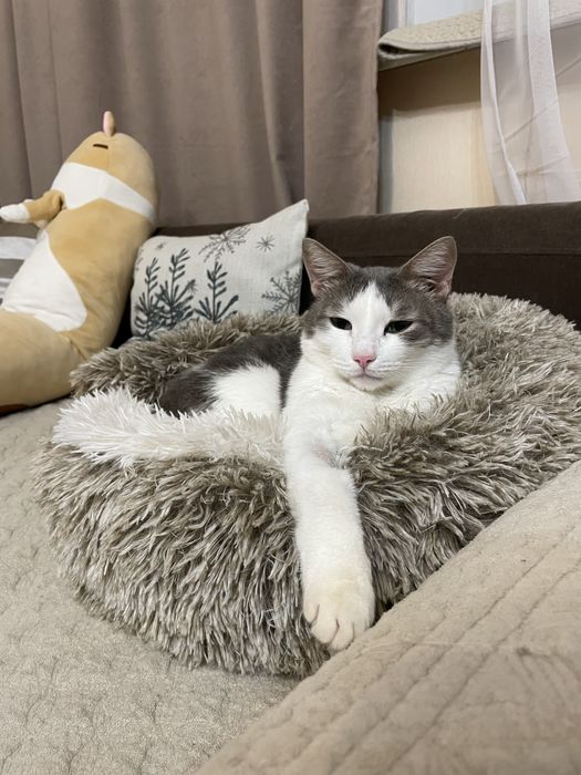 Отдам кота в хорошие руки