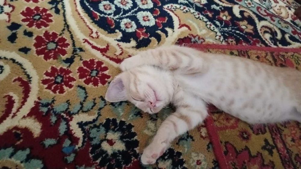 Котёнок в добрые руки