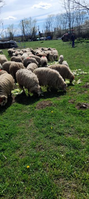 Vindem miei pentru Paște