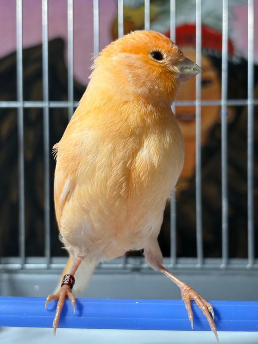 Продам канареек.