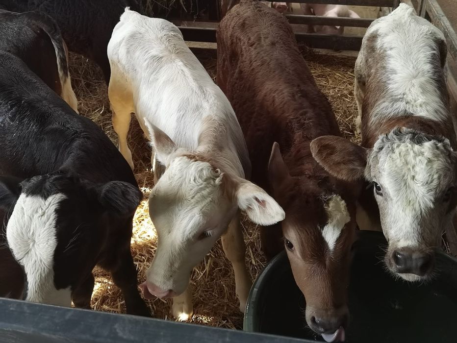 Vand vitei întercati