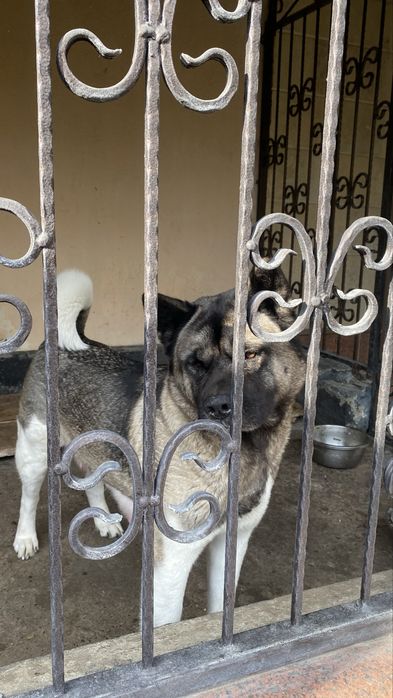 Щенки Акито продаю 250000 к