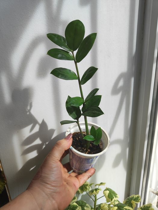 Цветы  Комнатные