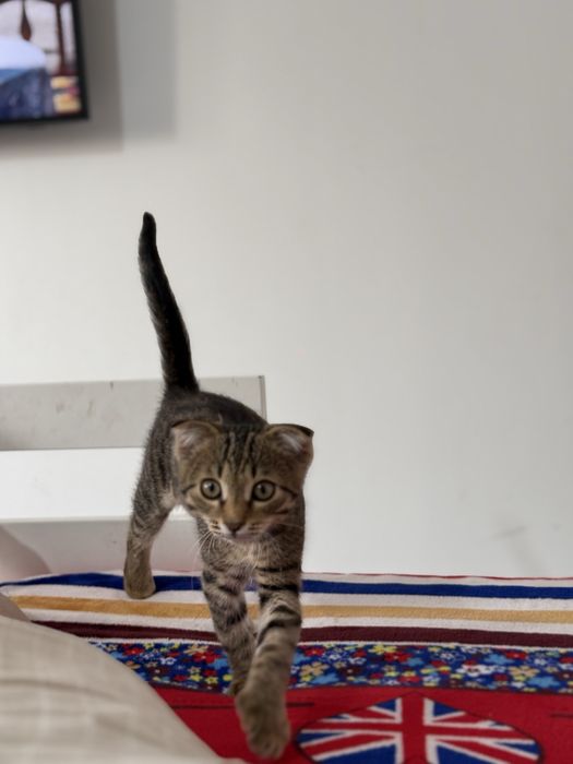 Котенок вислоухий