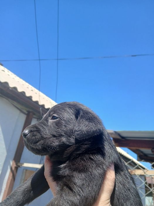 Продам лабрадорчиков