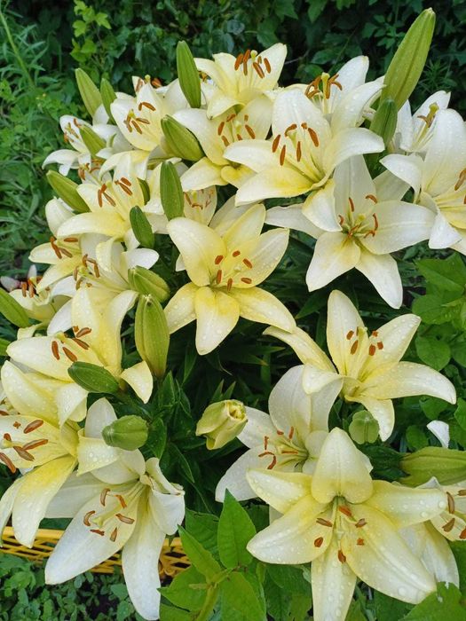 Дача 6 соток, с/т Дружба-1