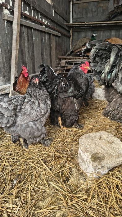 Vând cocoși Brahma