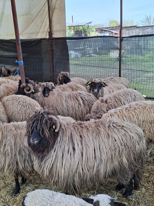 Vând 21 de oi și 3 berbeci