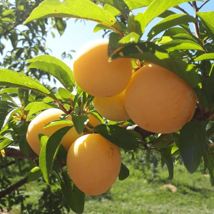 Prun Nancy Mirabelle