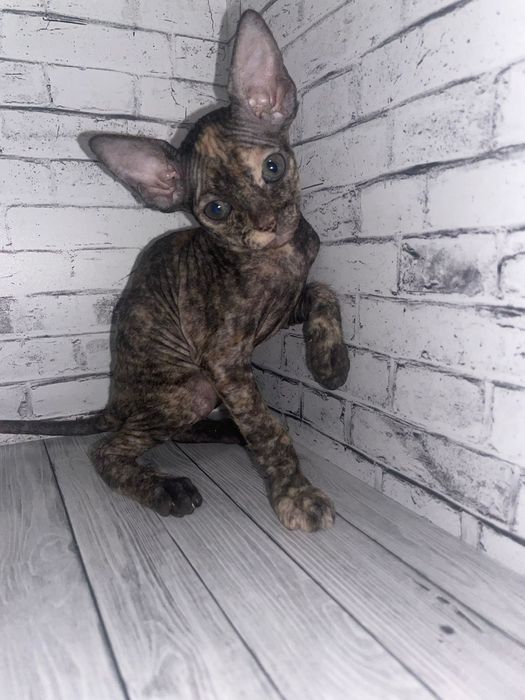 Донские Сфинксы.