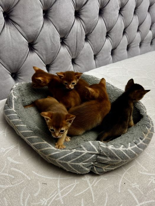 Абиссинские котята